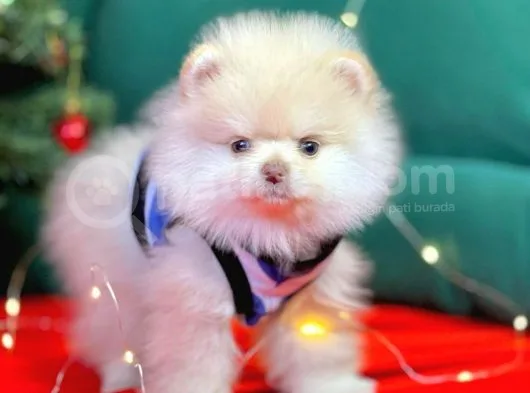 1. Sınıf Pomeranian Yavrular