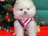 1. Sınıf Pomeranian Yavrular
