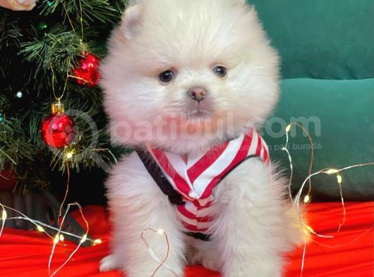 1. Sınıf Pomeranian Yavrular görsel