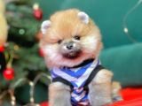 1. Sınıf Pomeranian Yavrular