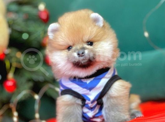 1. Sınıf Pomeranian Yavrular görsel