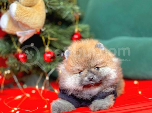1. Sınıf Pomeranian Yavrular görsel