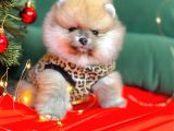 1. Sınıf Pomeranian Yavrular