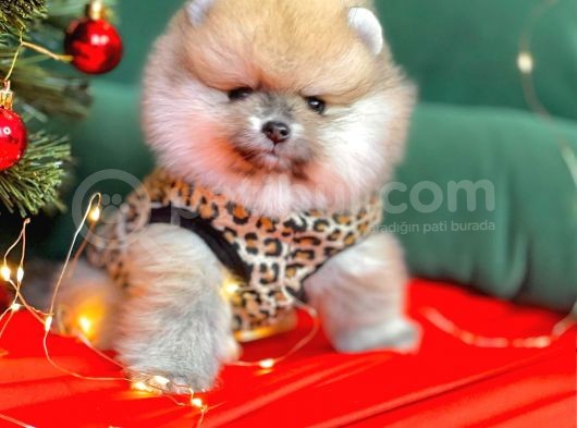 1. Sınıf Pomeranian Yavrular görsel