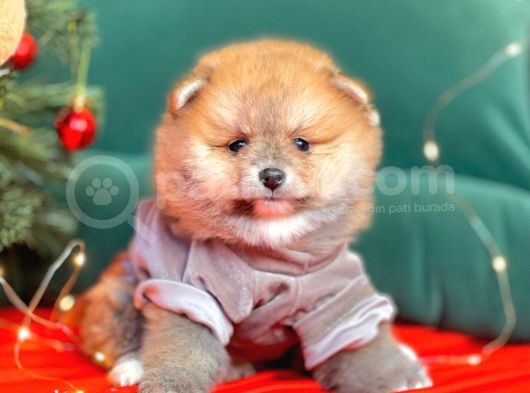1. Sınıf Pomeranian Yavrular görsel