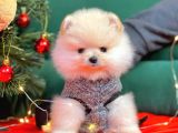 1. Sınıf Pomeranian Yavrular