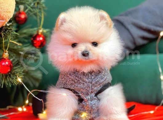 1. Sınıf Pomeranian Yavrular görsel