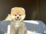 1. Sınıf Pomeranian Yavrular