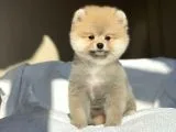 1. Sınıf Pomeranian Yavrular