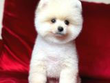1. Sınıf Pomeranian Yavrular