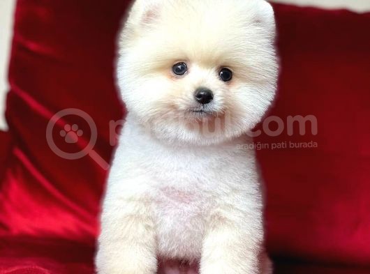 1. Sınıf Pomeranian Yavrular görsel