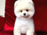 1. Sınıf Pomeranian Yavrular