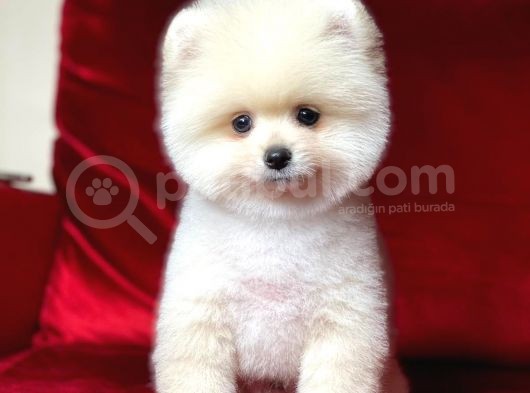 1. Sınıf Pomeranian Yavrular görsel