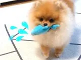 Pomeranian Boo Yavruları