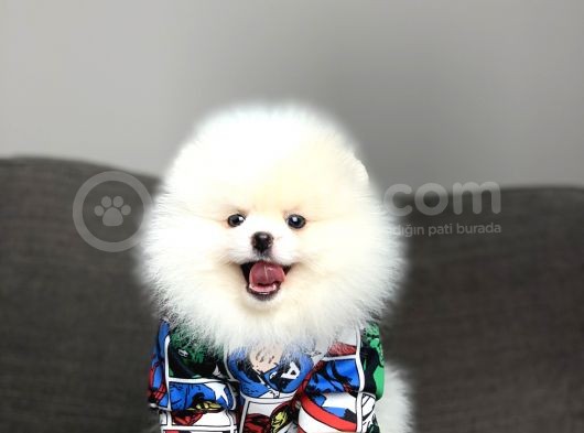 Teddy Face Irk Garantili Pomeranian Boo Yavrularimiz görsel