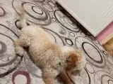 Poodle - Malti̇po Arasi Görünüme Sahi̇p Kisir Erkek.