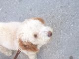 Poodle - Malti̇po Arasi Görünüme Sahi̇p Kisir Erkek.