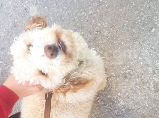 Poodle - Malti̇po Arasi Görünüme Sahi̇p Kisir Erkek. görsel