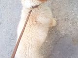 Poodle - Malti̇po Arasi Görünüme Sahi̇p Kisir Erkek.