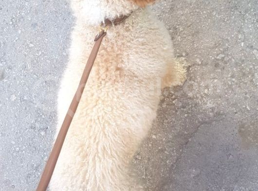 Poodle - Malti̇po Arasi Görünüme Sahi̇p Kisir Erkek. görsel
