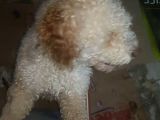 Poodle - Malti̇po Arasi Görünüme Sahi̇p Kisir Erkek.