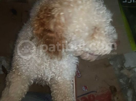 Poodle - Malti̇po Arasi Görünüme Sahi̇p Kisir Erkek. görsel