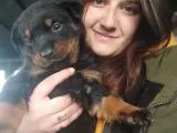 Rottweiler Yavru (Bursa köpek okulu)