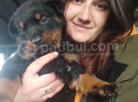 Rottweiler Yavru (Bursa Köpek Okulu) görsel