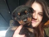 Rottweiler Yavru (Bursa Köpek Okulu)