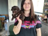 Çikolata Poodle Yavru (Bursa Köpek Okulu)