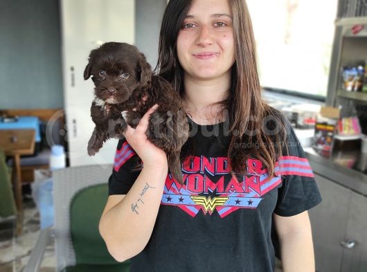 Çikolata Poodle Yavru (Bursa Köpek Okulu) görsel