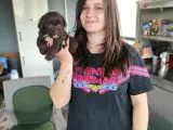 Çikolata Poodle Yavru (Bursa Köpek Okulu)
