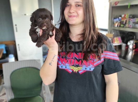 Çikolata Poodle Yavru (Bursa Köpek Okulu) görsel