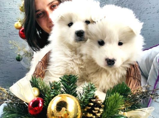 Samoyed Yavru (Bursa Köpek Okulu) görsel