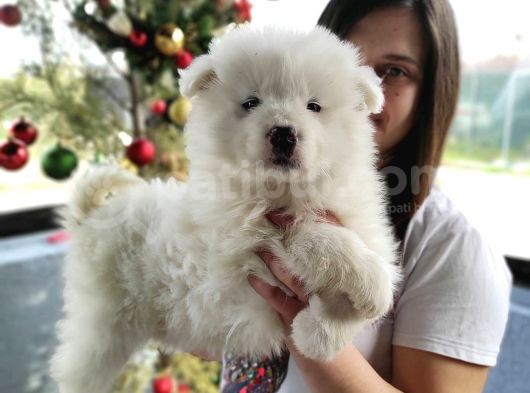Samoyed Yavru (Bursa Köpek Okulu) görsel