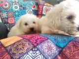Minis Bebeklerim