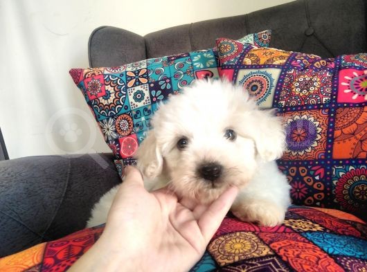 Minis Bebeklerim görsel