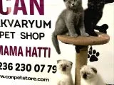 30 Yillik Canpetten Scotti̇sh Ve Bri̇ti̇sh Yavrulari Aşili Ki̇mli̇kli̇