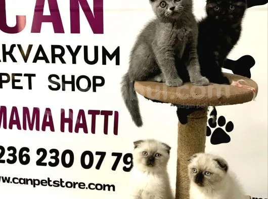 30 Yillik Canpetten Scotti̇sh Ve Bri̇ti̇sh Yavrulari Aşili Ki̇mli̇kli̇