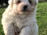 30 Yillik Canpetten Maltese Yavrularimiz
