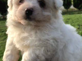 30 Yillik Canpetten Maltese Yavrularimiz