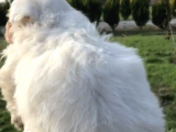30 Yillik Canpetten Maltese Yavrularimiz