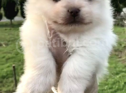 30 Yillik Canpetten Pomerani̇an Yavrulari Beyaz görsel