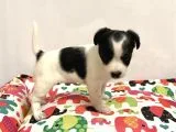 30 Yillik Canpetten Jack Russel Yavrumuz Aşili Ki̇mli̇kli̇