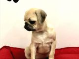 30 Yillik Canpetten Pug Mops Yavrulari Aşili Ki̇mli̇kli̇