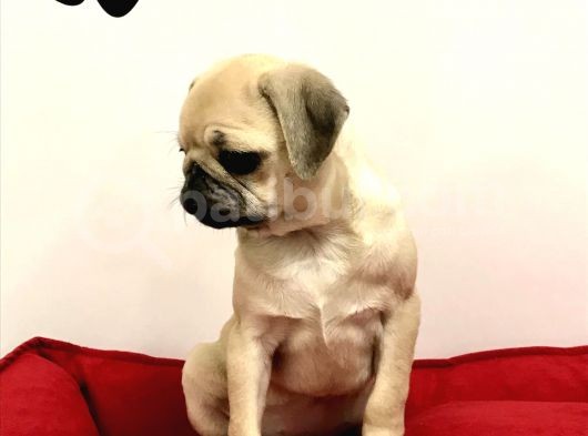 30 Yillik Canpetten Pug Mops Yavrulari Aşili Ki̇mli̇kli̇ görsel