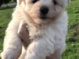 30 Yillik Canpetten Maltese Yavrularimiz