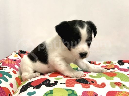 30 Yillik Canpetten Jack Russel Yavrumuz Aşili Ki̇mli̇kli̇ görsel