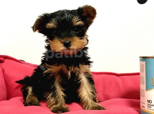30 Yıllık Canpetten Teacup Yorkshire Terrier Yavruları görsel