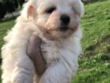 30 Yillik Canpetten Maltese Yavrularimiz